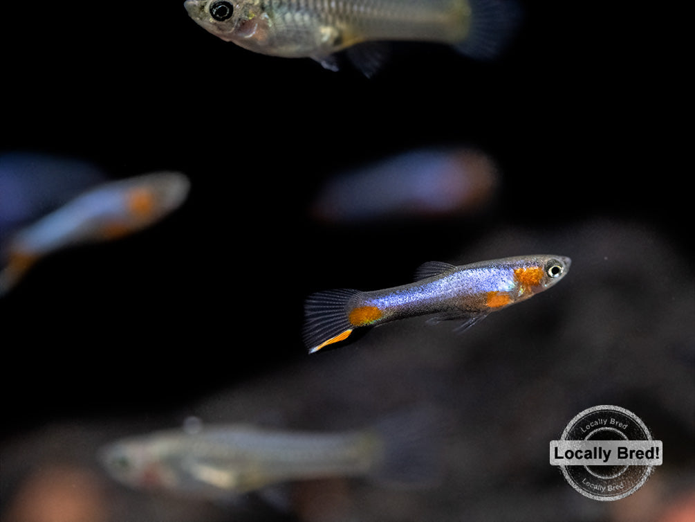 French Blue Star Endler’s Livebearer (Poecilia wingei), Locally Bred!