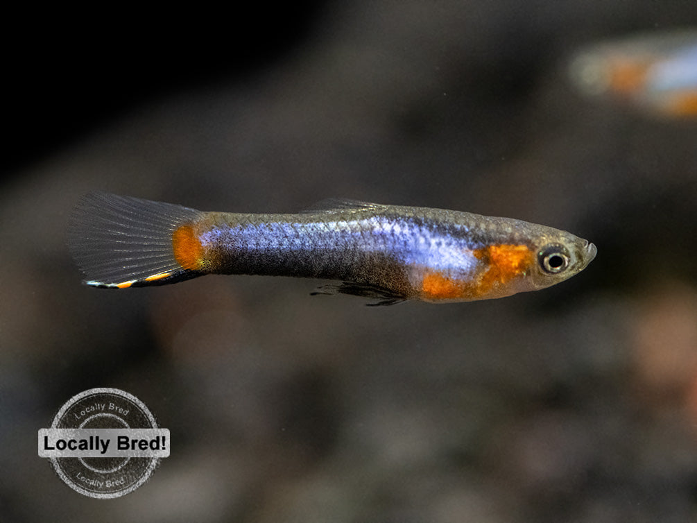 French Blue Star Endler’s Livebearer (Poecilia wingei), Locally Bred!