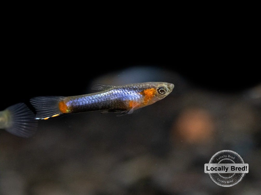 French Blue Star Endler’s Livebearer (Poecilia wingei), Locally Bred!