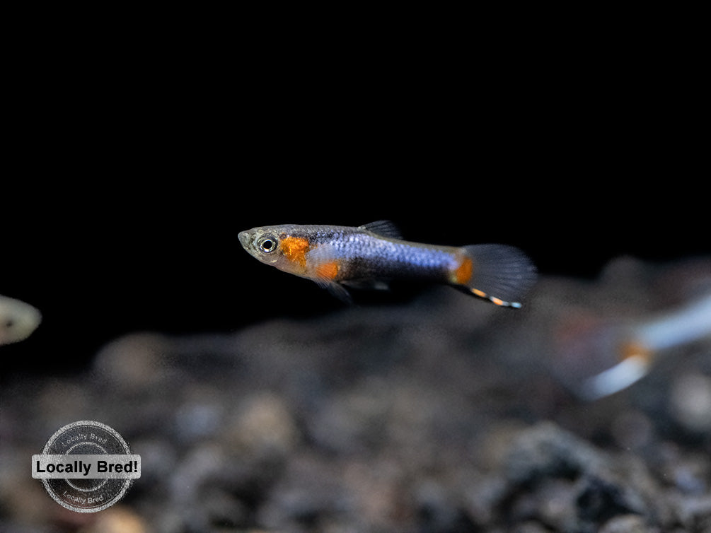 French Blue Star Endler’s Livebearer (Poecilia wingei), Locally Bred!