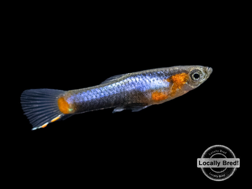 French Blue Star Endler’s Livebearer (Poecilia wingei), Locally Bred!