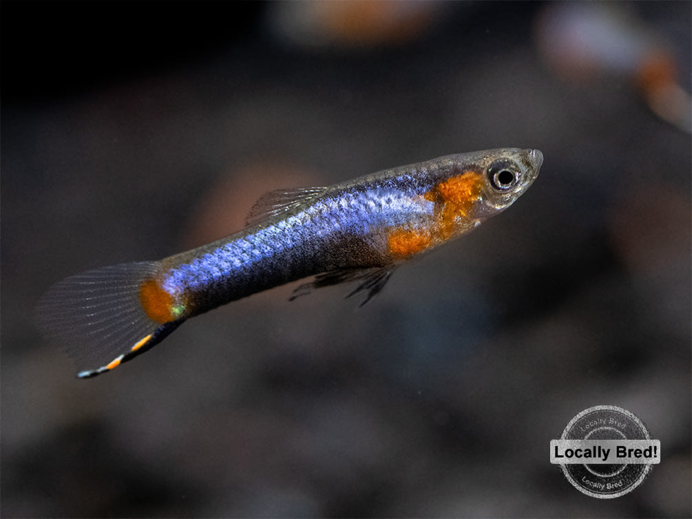 French Blue Star Endler’s Livebearer (Poecilia wingei), Locally Bred!