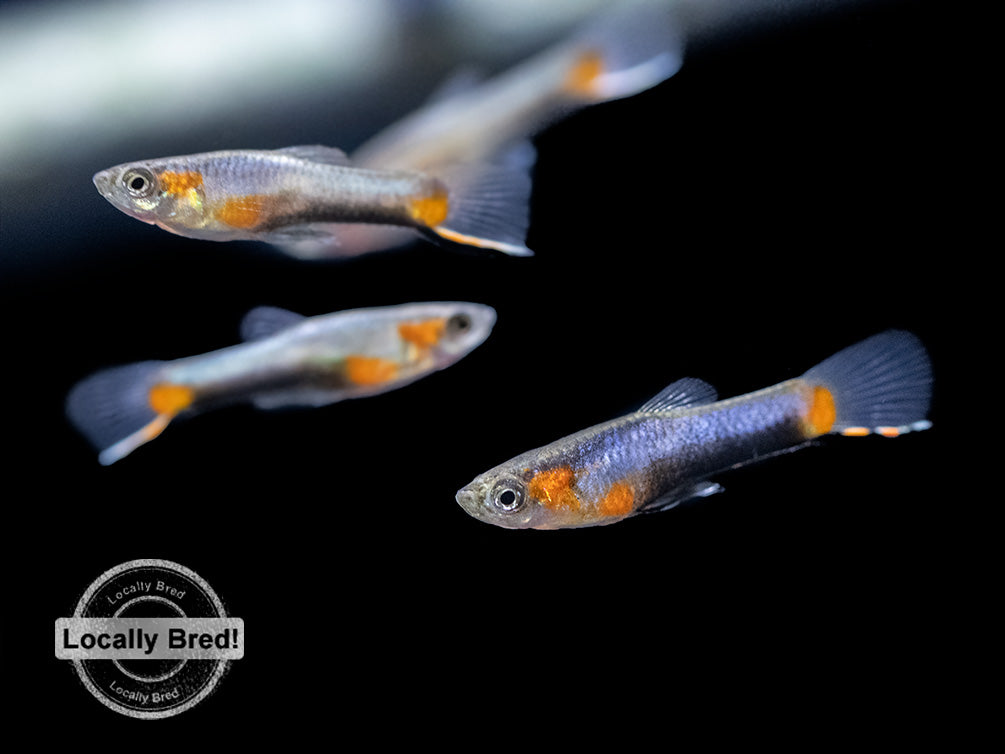 French Blue Star Endler’s Livebearer (Poecilia wingei), Locally Bred!