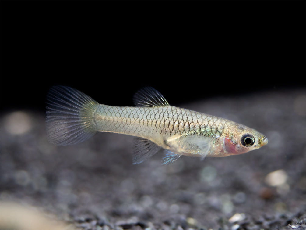 French Blue Star Endler’s Livebearer (Poecilia wingei), Tank-Bred!