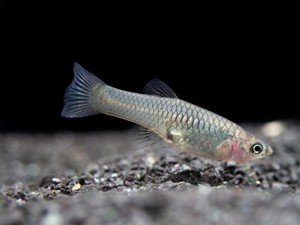 French Blue Star Endler’s Livebearer (Poecilia wingei), Tank-Bred!