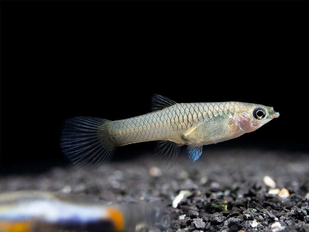 French Blue Star Endler’s Livebearer (Poecilia wingei), Tank-Bred!