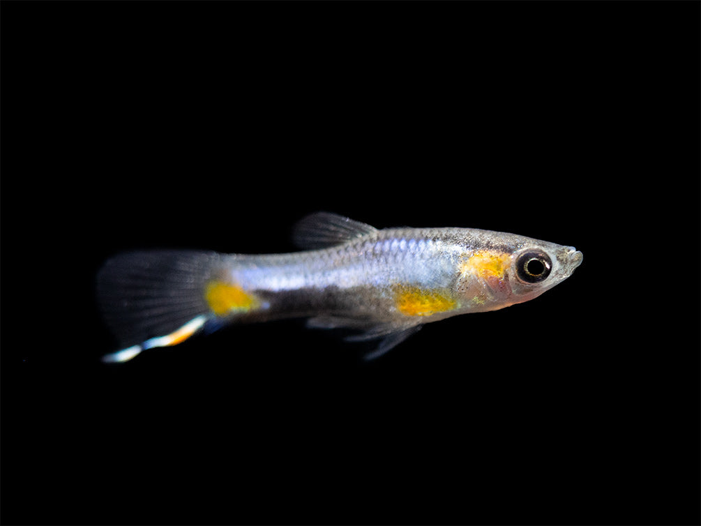 French Blue Star Endler’s Livebearer (Poecilia wingei), Tank-Bred!