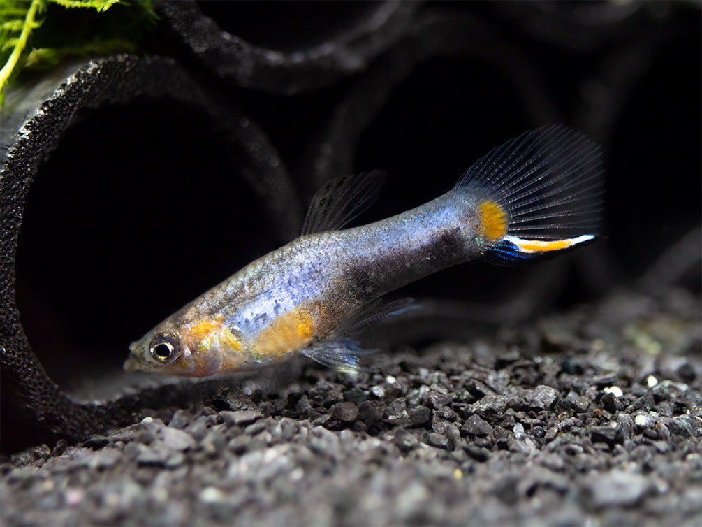 French Blue Star Endler’s Livebearer (Poecilia wingei), Tank-Bred!