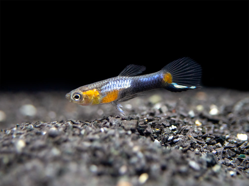 French Blue Star Endler’s Livebearer (Poecilia wingei), Tank-Bred!