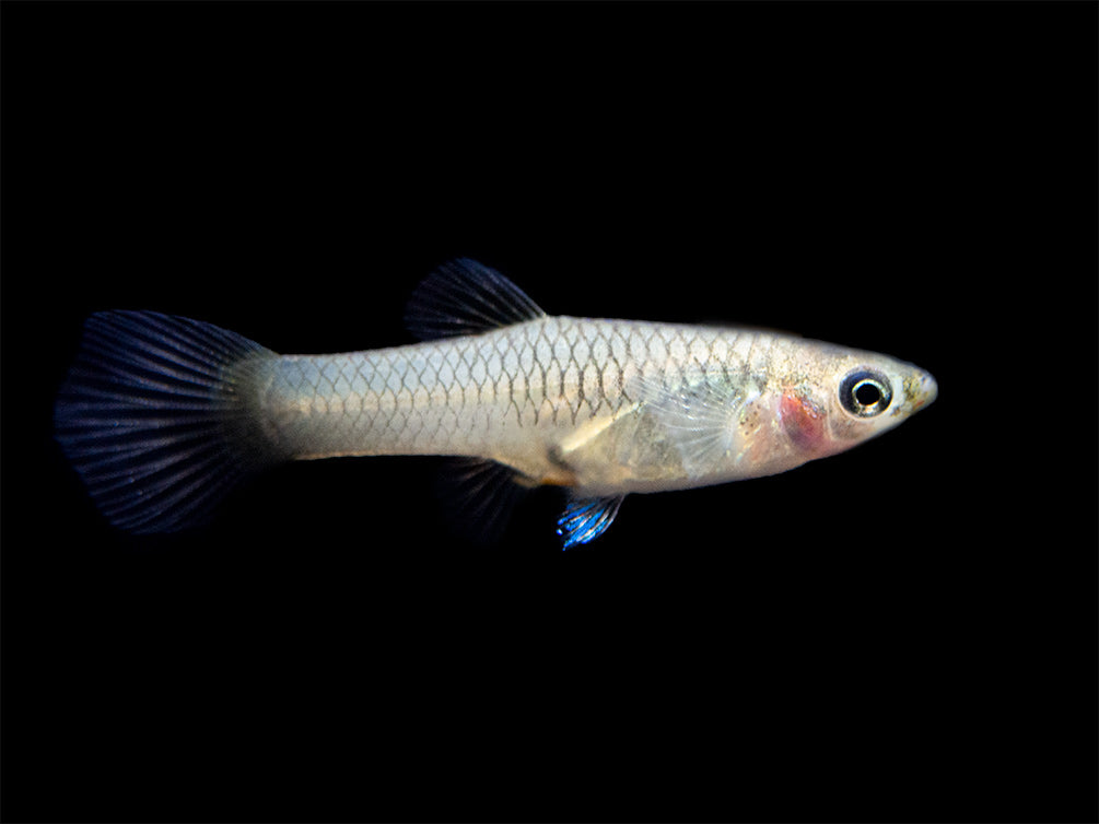 French Blue Star Endler’s Livebearer (Poecilia wingei), Tank-Bred!