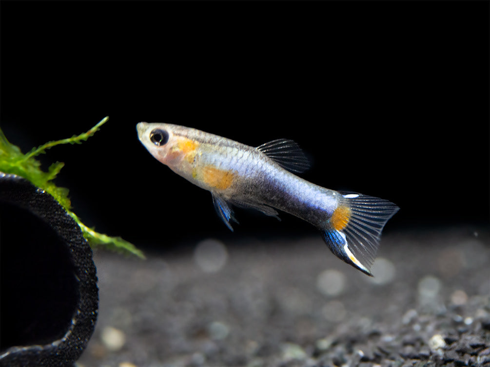 French Blue Star Endler’s Livebearer (Poecilia wingei), Tank-Bred!