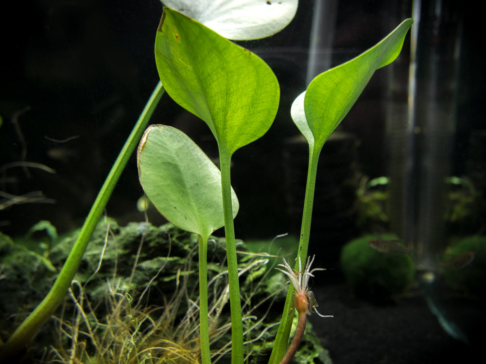 American Frogbit AKA Spongeplant (Limnobium spongia)