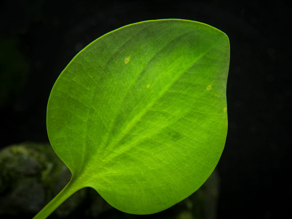 American Frogbit AKA Spongeplant (Limnobium spongia)