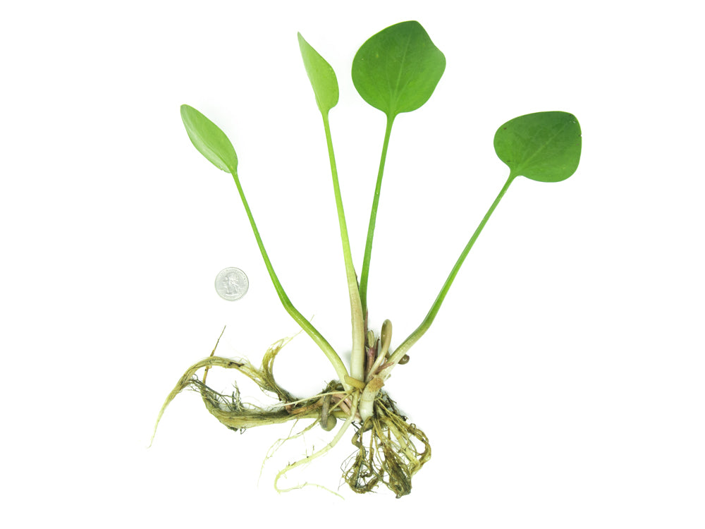 American Frogbit AKA Spongeplant (Limnobium spongia)