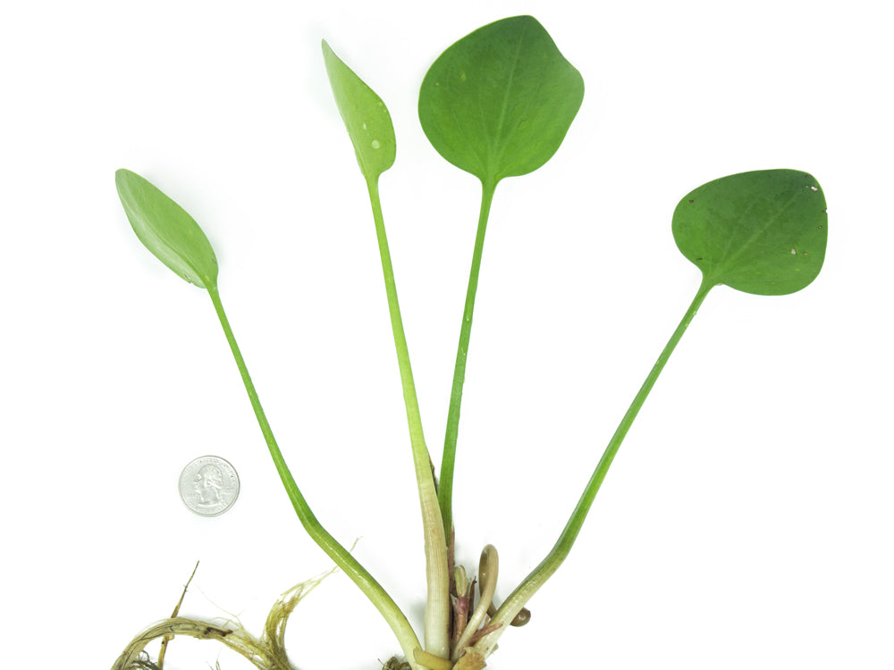 American Frogbit AKA Spongeplant (Limnobium spongia)