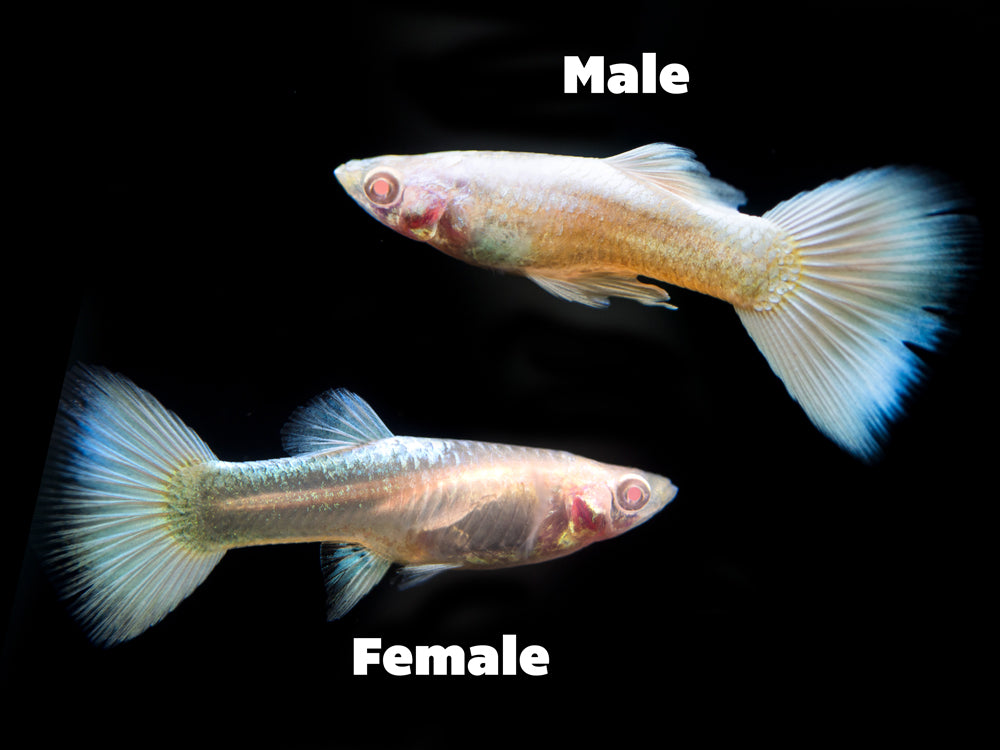 Full Platinum Albino Guppy, (Poecilia reticulata var. "Full Platinum Albino") - Tank-Bred!