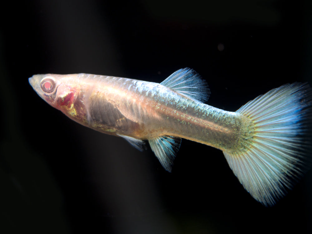 Full Platinum Albino Guppy, (Poecilia reticulata var. "Full Platinum Albino"), Males and Females - Tank-Bred!