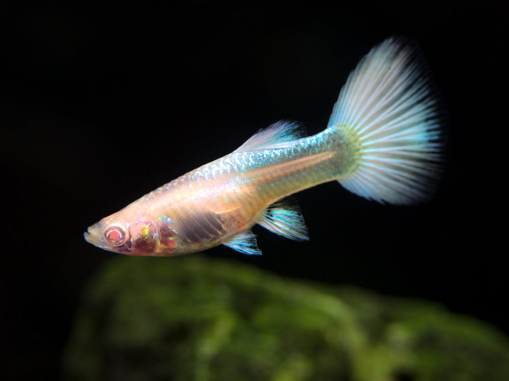 Full Platinum Albino Guppy, (Poecilia reticulata var. "Full Platinum Albino"), Males and Females - Tank-Bred!