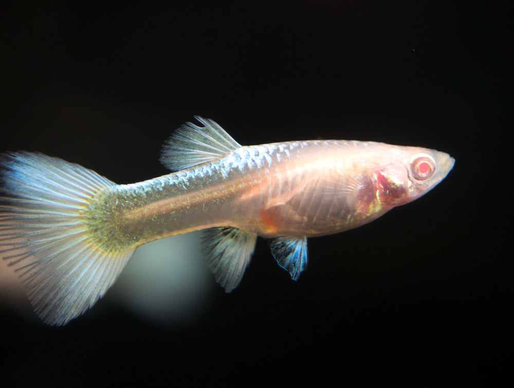 Full Platinum Albino Guppy, (Poecilia reticulata var. "Full Platinum Albino") - Tank-Bred!