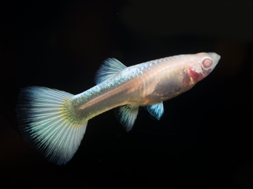 Full Platinum Albino Guppy, (Poecilia reticulata var. "Full Platinum Albino") - Tank-Bred!