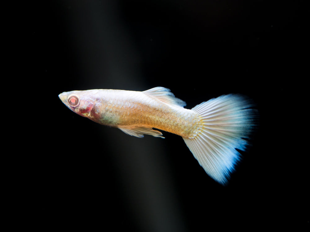 Full Platinum Albino Guppy, (Poecilia reticulata var. "Full Platinum Albino") - Tank-Bred!