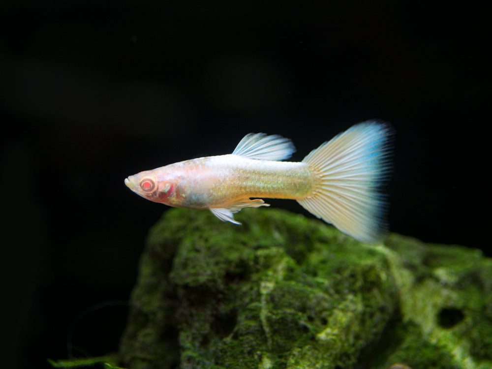 Full Platinum Albino Guppy, (Poecilia reticulata var. "Full Platinum Albino"), Males and Females - Tank-Bred!