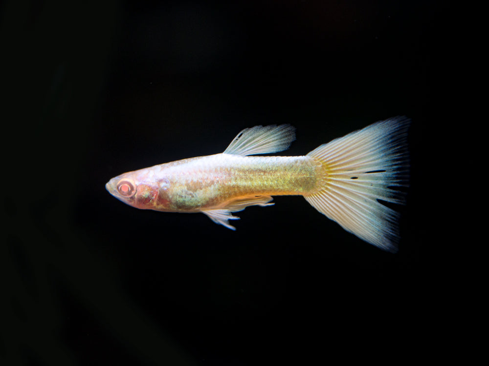 Full Platinum Albino Guppy, (Poecilia reticulata var. "Full Platinum Albino"), Males and Females - Tank-Bred!