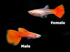 Full Red Albino Guppy, (Poecilia reticulata), Males and Females - Tank-Bred!