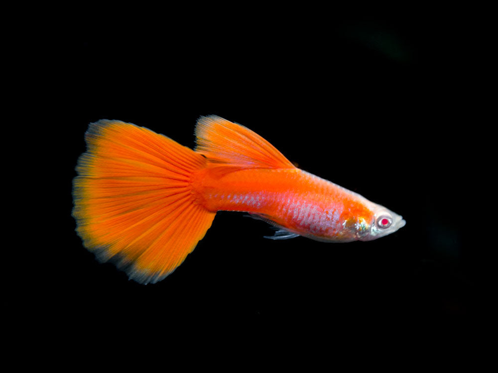 Full Red Albino Guppy for sale