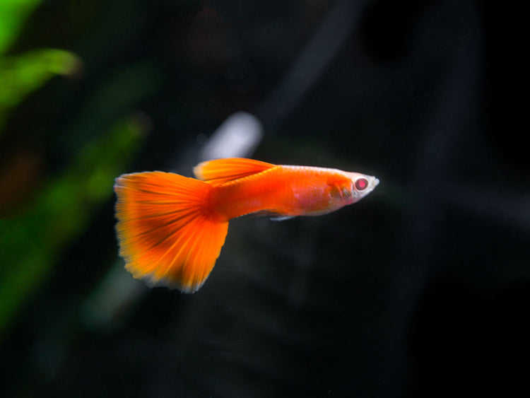 Full Red Albino Guppy for sale