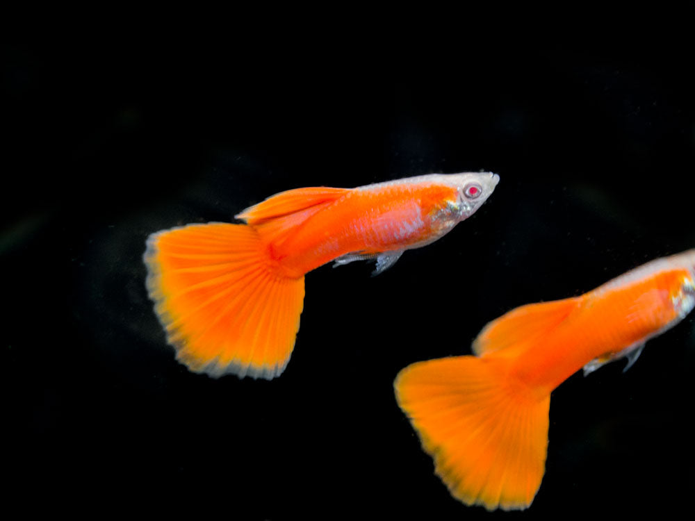 Full Red Albino Guppy for sale