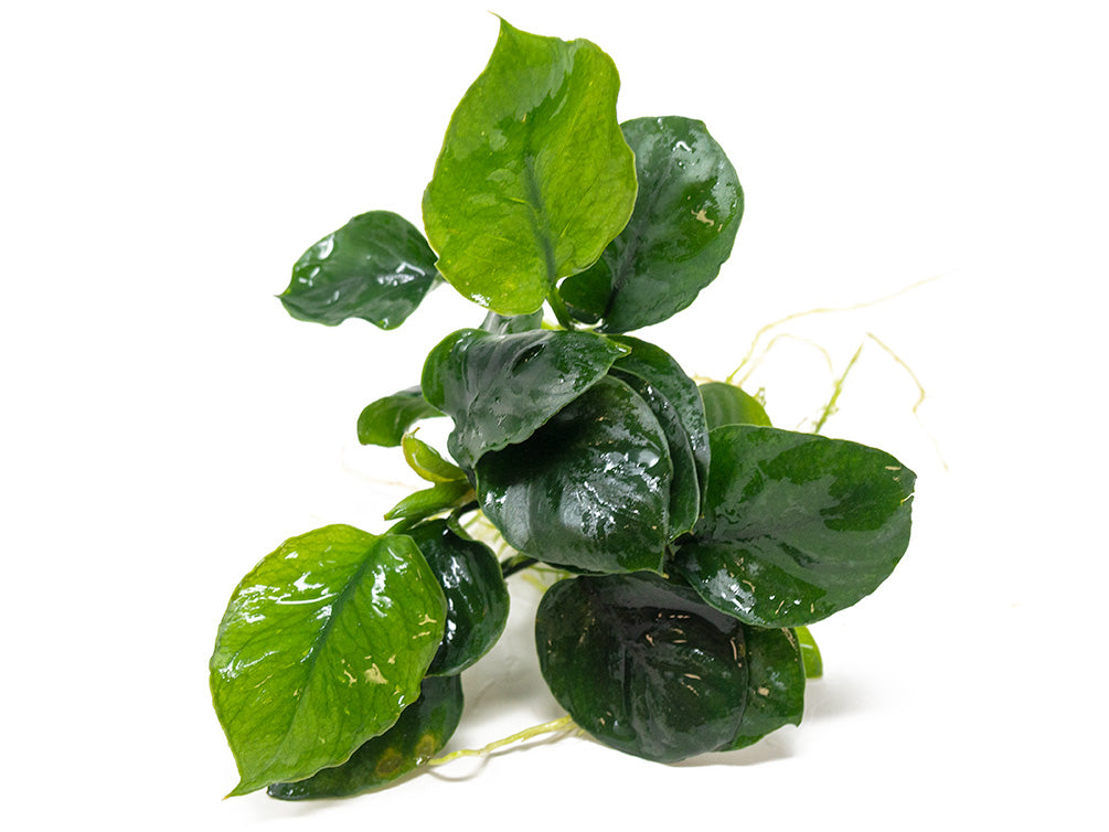 Gold Coin Anubias (Anubias barteri “Round Leaf”), Bare Root