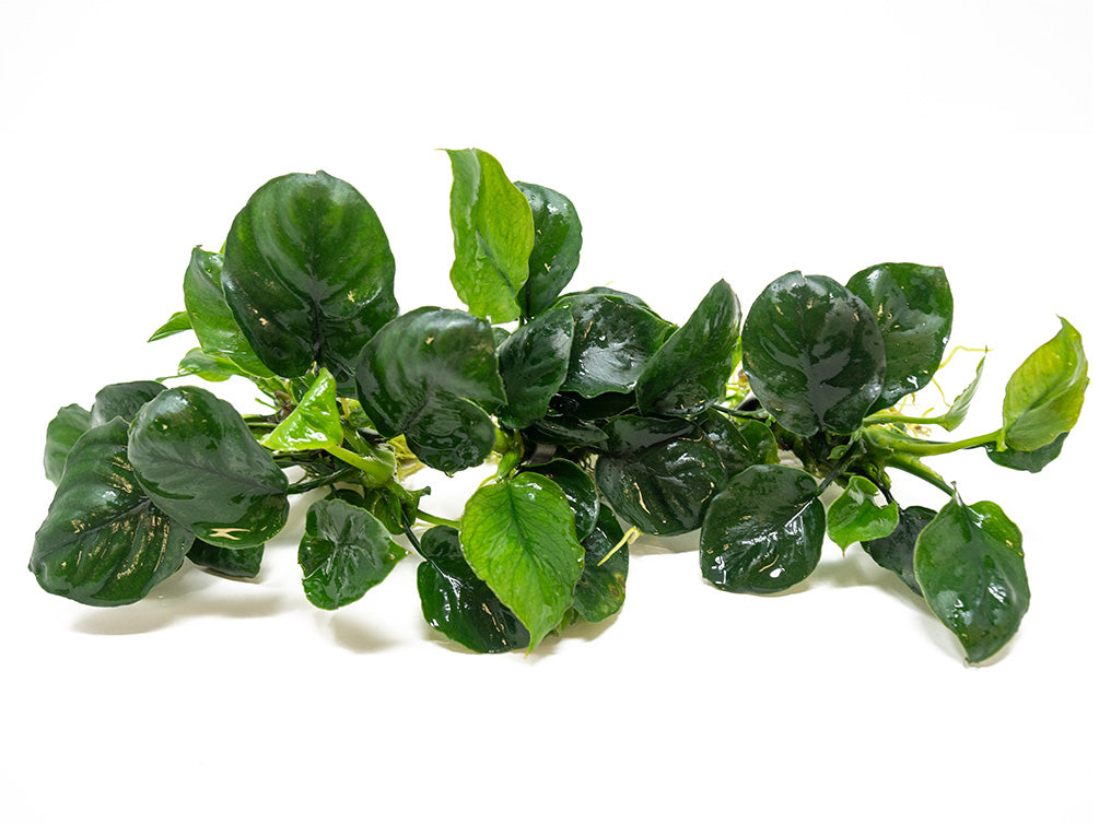 Gold Coin Anubias (Anubias barteri “Round Leaf”), Bare Root