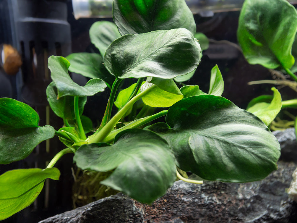 Gold Coin Anubias (Anubias barteri “Round Leaf”), Bare Root