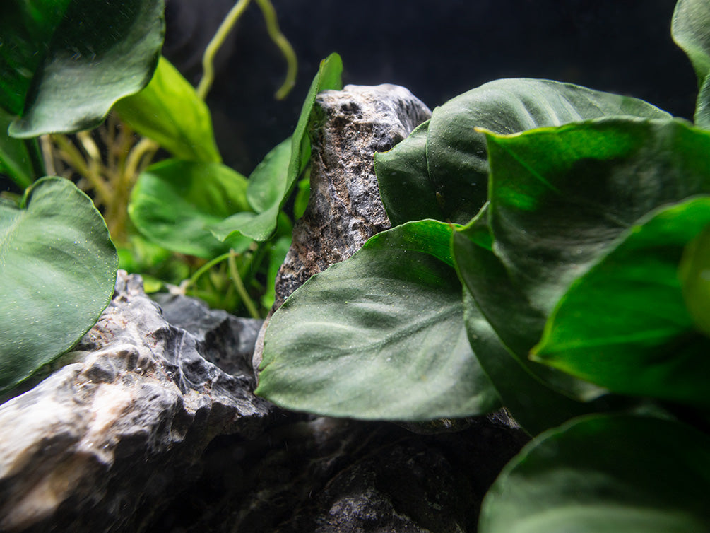 Gold Coin Anubias (Anubias barteri “Round Leaf”), Bare Root