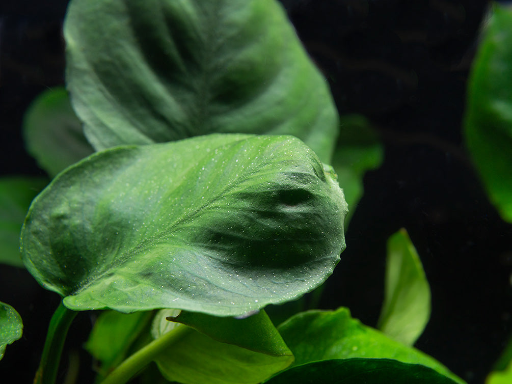 Gold Coin Anubias (Anubias barteri “Round Leaf”), Bare Root