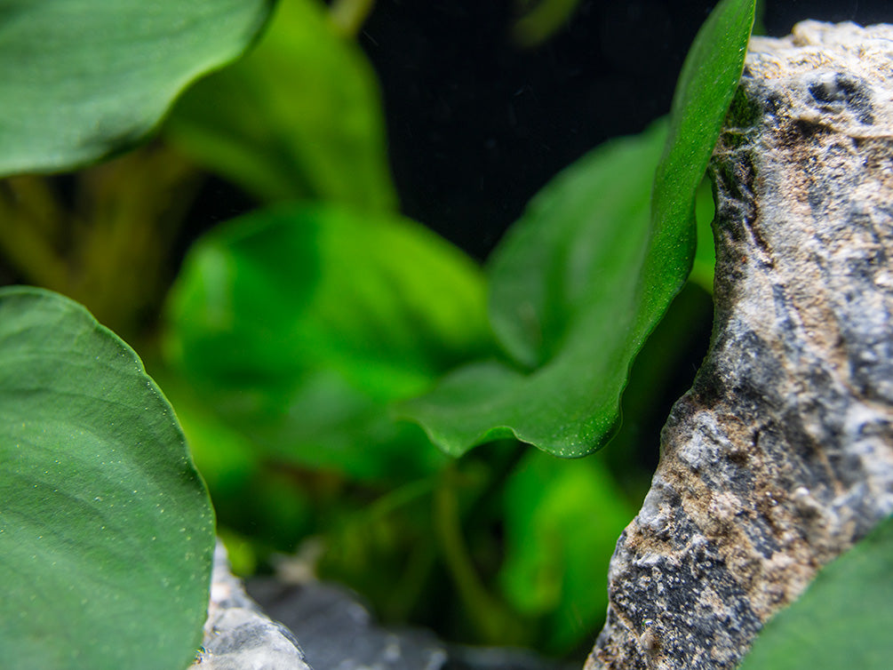 Gold Coin Anubias (Anubias barteri “Round Leaf”), Bare Root