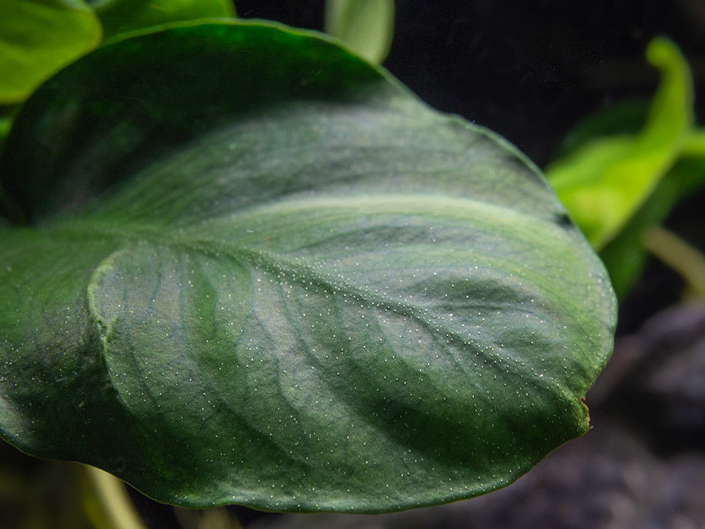 Gold Coin Anubias (Anubias barteri “Round Leaf”), Bare Root