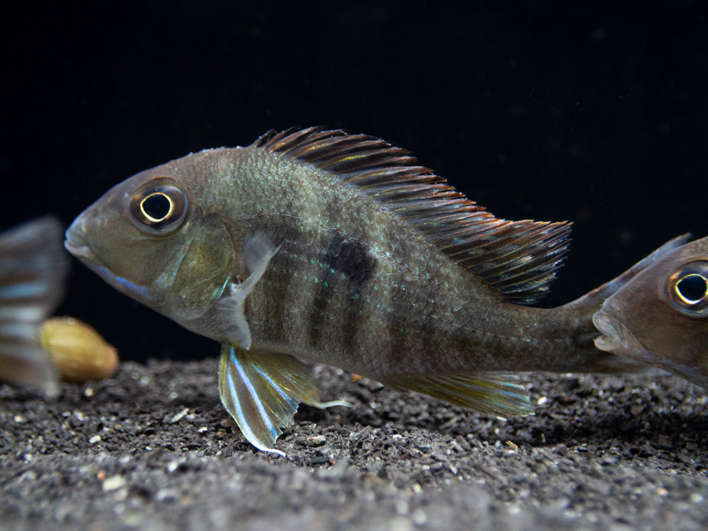 Red/Orange Head Tapajos Eartheater (Geophagus sp.), Tank-Bred!