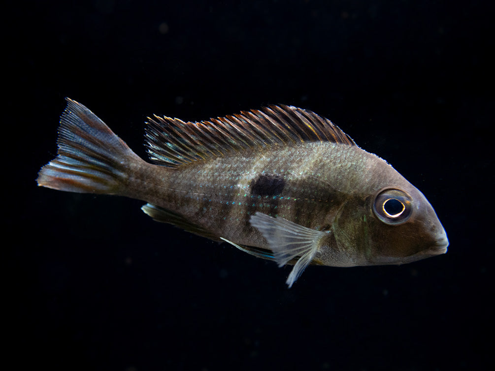 Red/Orange Head Tapajos Eartheater (Geophagus sp.), Tank-Bred!