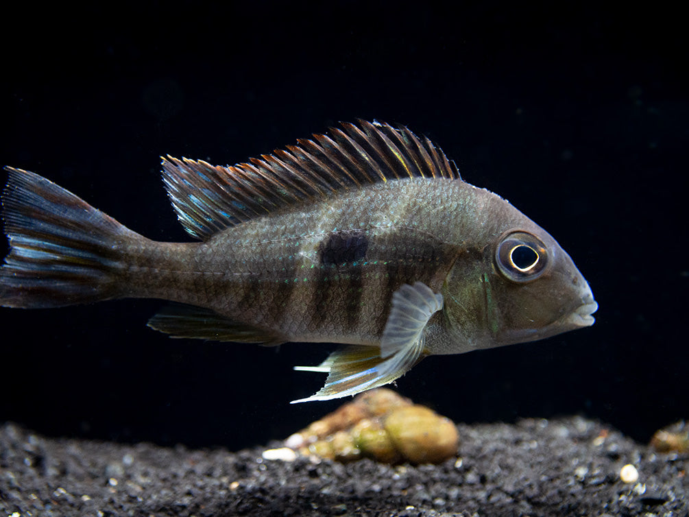 Red/Orange Head Tapajos Eartheater (Geophagus sp.), Tank-Bred!