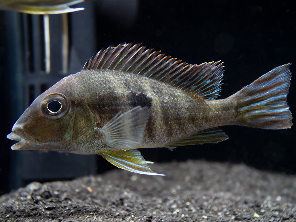 Red/Orange Head Tapajos Eartheater (Geophagus sp.), Tank-Bred!