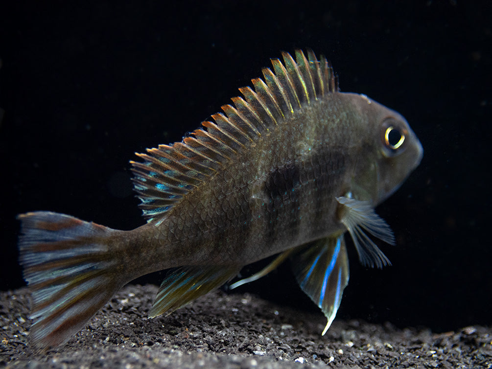 Red/Orange Head Tapajos Eartheater (Geophagus sp.), Tank-Bred!