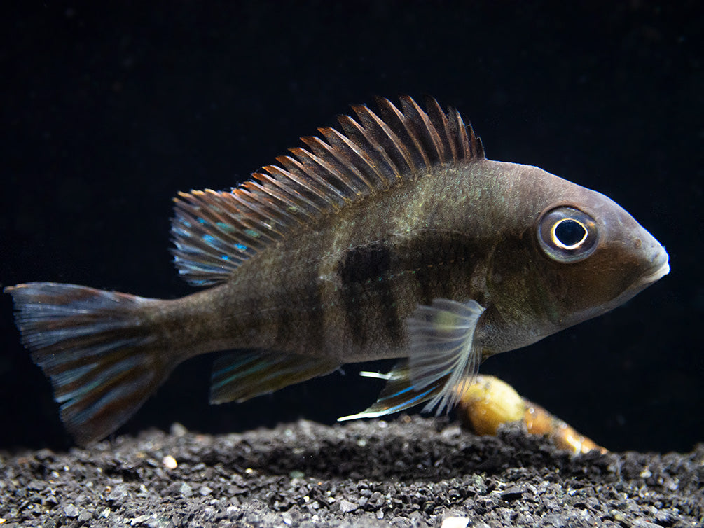 Red/Orange Head Tapajos Eartheater (Geophagus sp.), Tank-Bred!