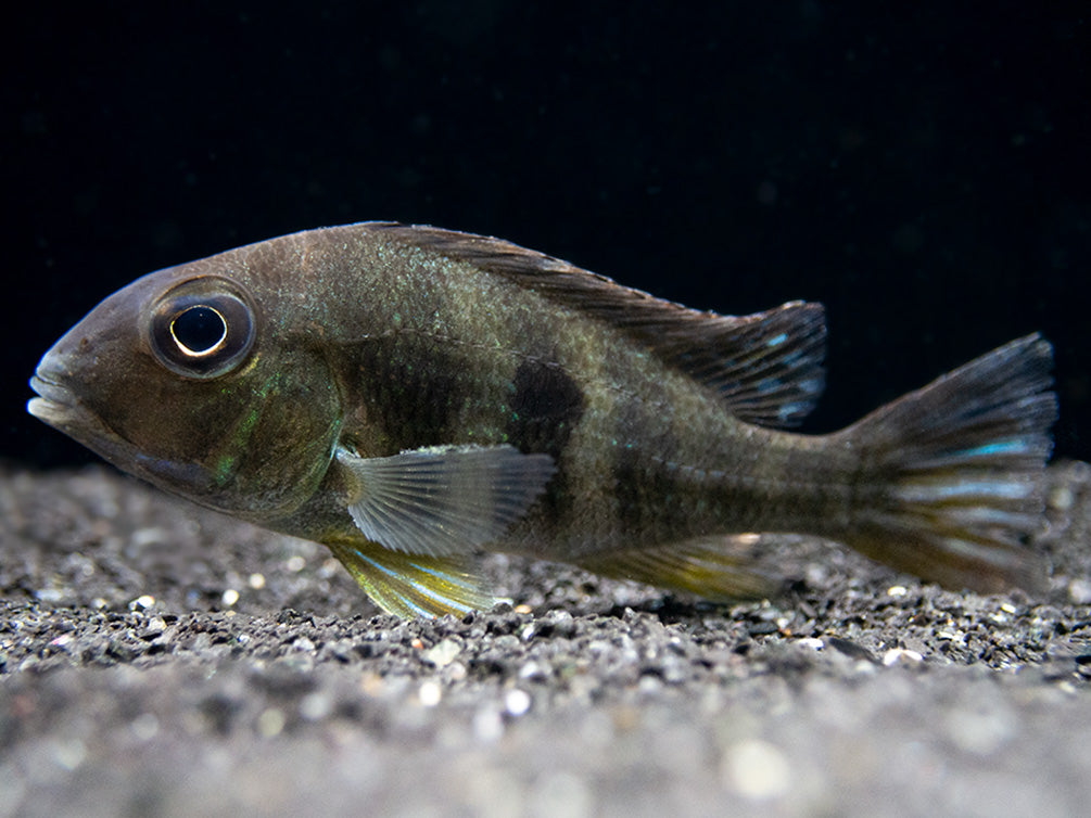 Red/Orange Head Tapajos Eartheater (Geophagus sp.), Tank-Bred!