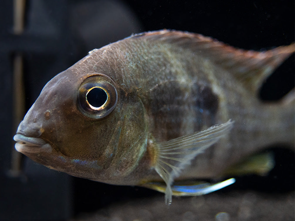 Red/Orange Head Tapajos Eartheater (Geophagus sp.), Tank-Bred!