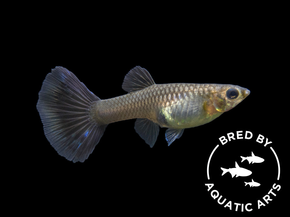 Galaxy Blue Tail Guppy (Poecilia reticulata), Aquatic Arts Bred!