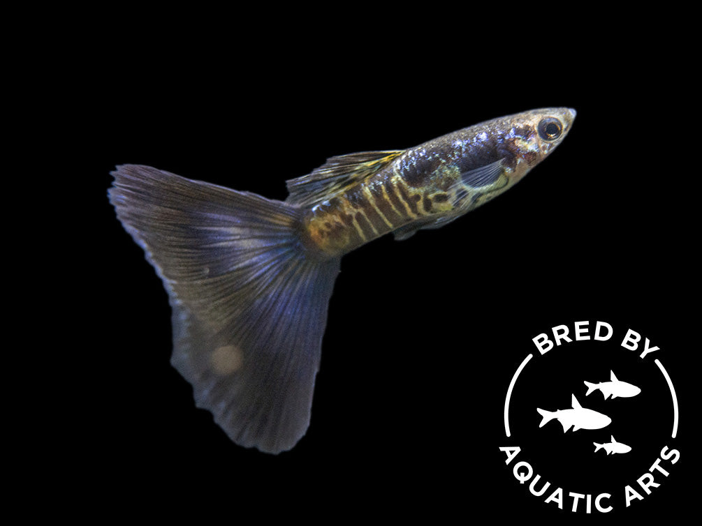 Galaxy Blue Tail Guppy (Poecilia reticulata), Aquatic Arts Bred!