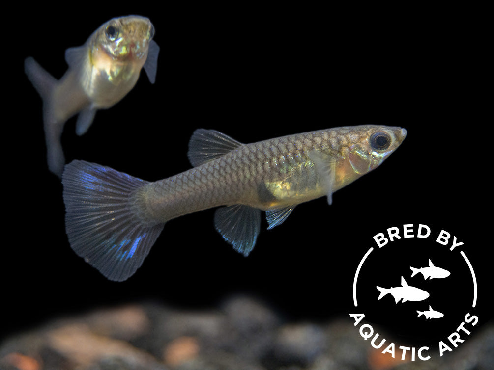 Galaxy Blue Tail Guppy (Poecilia reticulata), Aquatic Arts Bred!