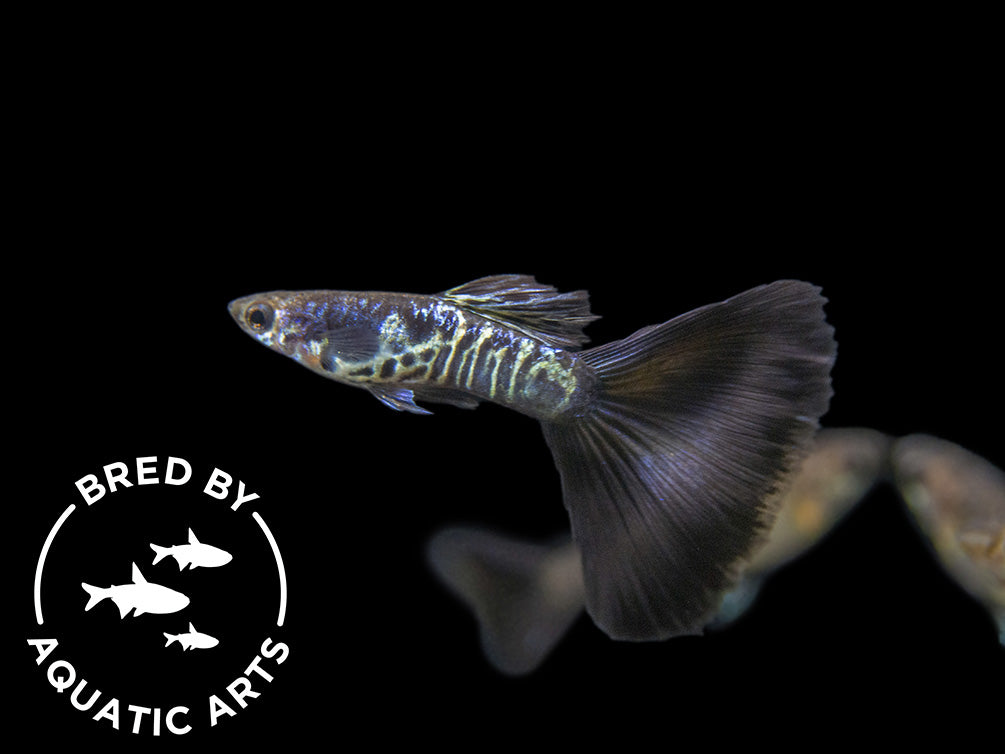 Galaxy Blue Tail Guppy (Poecilia reticulata), Aquatic Arts Bred!